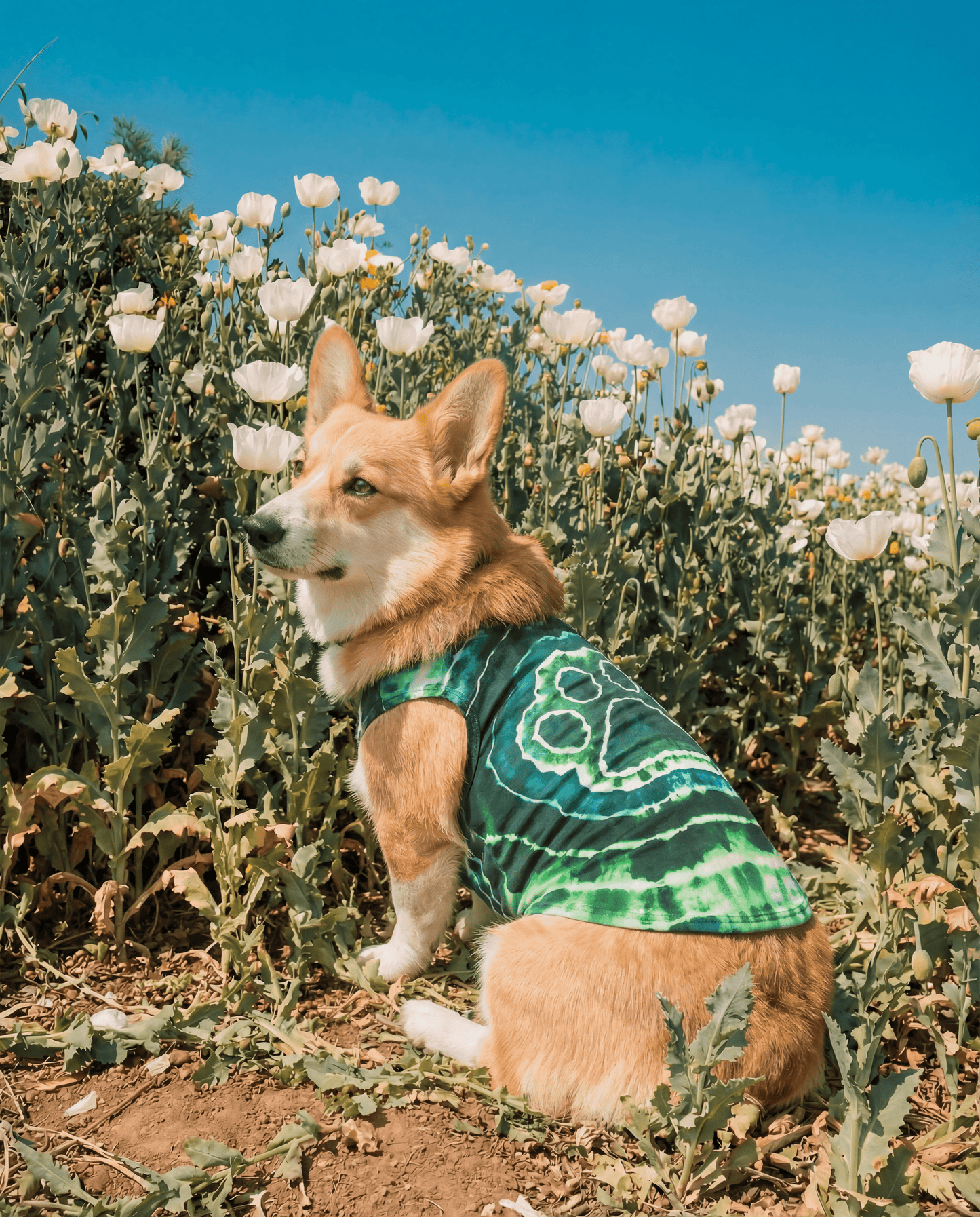 PAW GREEN TIE DYE DOG TANK TOP ALL OVER PRINT - TYQY0501262