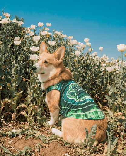 PAW GREEN TIE DYE DOG TANK TOP ALL OVER PRINT - TYQY0501262